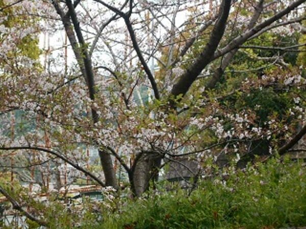 葉桜の画像