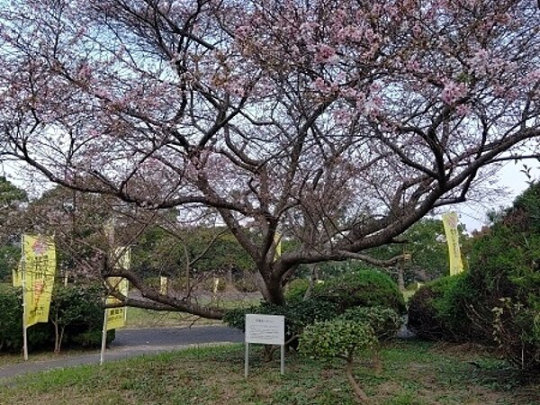 10月桜の画像