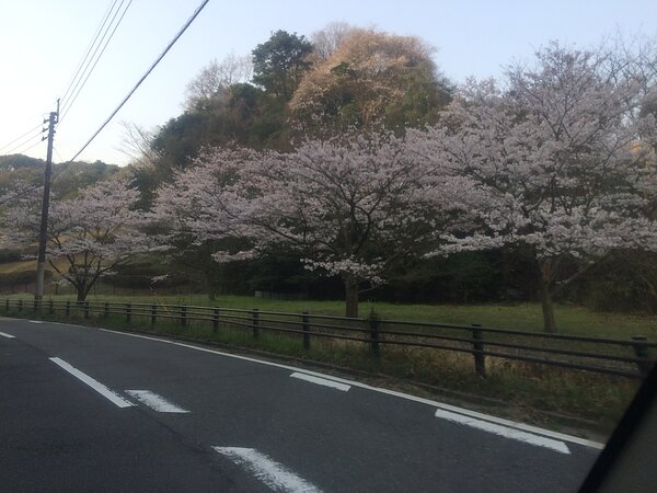 桜満開の画像